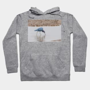 Little Blue Heron Foraging Hoodie